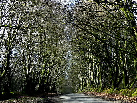 Beech  Beech trees in Devon do extremely well - I was standing int the middle of the road trying not to be run over by passing traffic, I never like things centred, that's why this photo is a bit to the side! Beech Trees,Tree