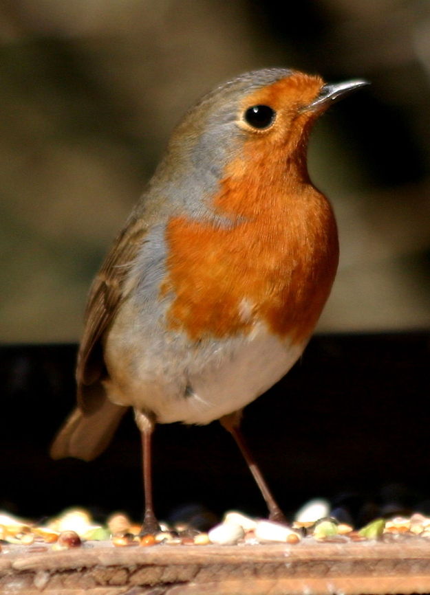 Robin This is &#039;Larry Legs&#039; the robin, a real character, most of the creatures in my garden have names, or &#039;collective&#039; names, I mean, it could be another robin! ;-) Birds,Robin