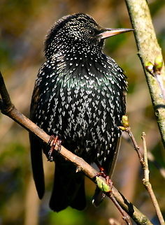 Starling I in fact call them 'darlings', they come to the garden every November & stay still end of March, they come in their hundreds & eat everything in sight.  I actually miss them when they leave to nest elsewhere! Birds,Common Starling,Starlings,Sturnus vulgaris
