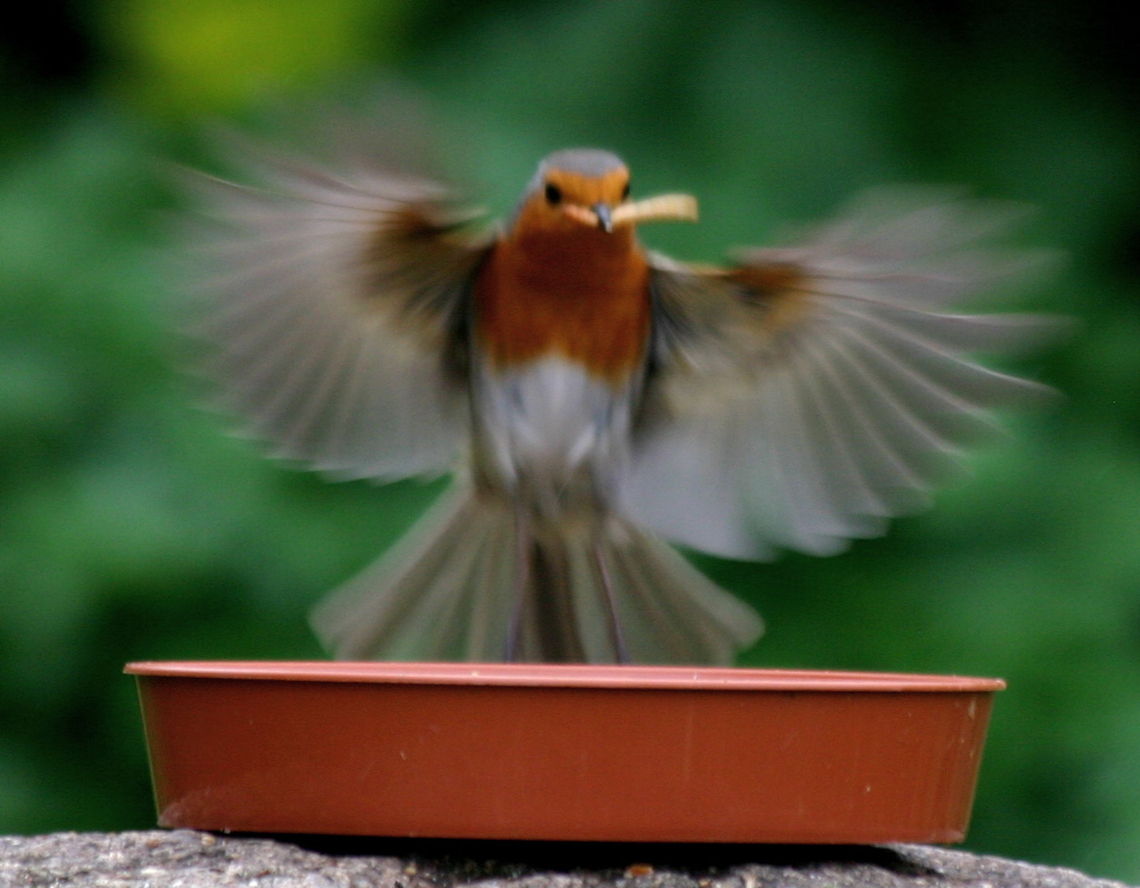 Robin (Larry Legs) get the Worm Horrendously out of focus, but I didn't know he was going to fly off when I snapped his picture, all the same, I do like it, esp his expression!  Think he was shocked as I was! Birds,Robin