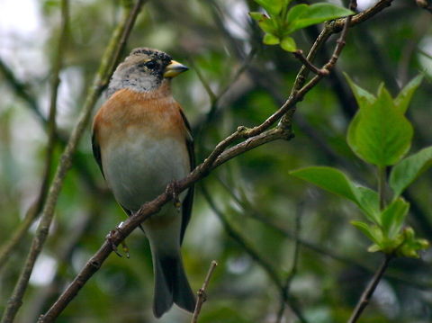 Male Brambling - Surprise Visitor This was taken last week in March this year, really thought all these Winter migrants had gone by now, as they only visit the garden when it's really cold & there's snow on the ground.  Most of my bird shots are taken through a window, so it's not crystal clear. Birds,Brambling,Finches,Fringilla montifringilla,Winter Migrants
