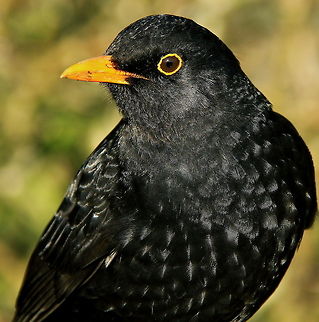 Elgar Blackbird  Male blackbird - He's very tame, he's called Elgar & he simply loves posing for photographs!  No post edit, all camera work! Birds,Blackbird
