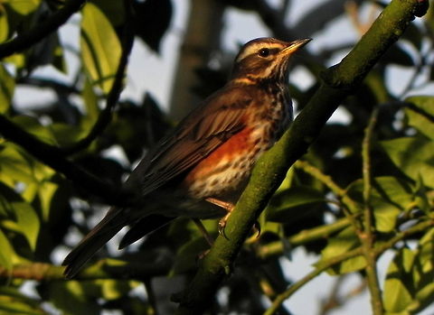 Redwing Taken last Winter in a supermarket carpark - after the holly berries! Birds,Redwing,Turdus iliacus