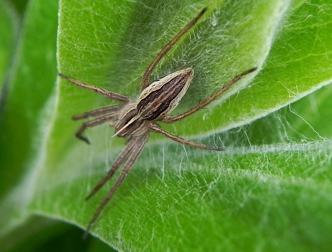Nursery Web Spider A nursery web spider,  I love these guys, I know not many like spiders, but in the field, they become something different, they have this incredible lazy life amongst the leaves! :) Araneae,Spider