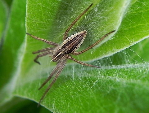 Nursery Web Spider A nursery web spider,  I love these guys, I know not many like spiders, but in the field, they become something different, they have this incredible lazy life amongst the leaves! :) Araneae,Spider