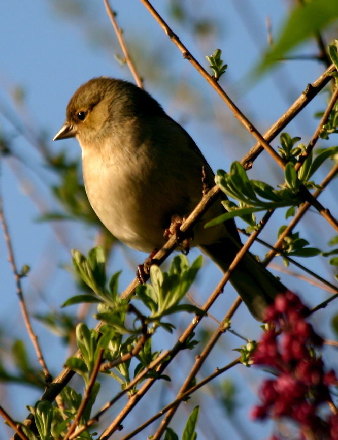 Female Chaffinch Female birds are so overlooked, just because they don't have the brightly coloured feathers like the males - yet to me they're still has beautiful! Birds,Chaffinch,Chaffinches,Fringilla coelebs