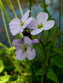 Cuckoo Flower Or Lady's Smock - food plant for the orange tip butterfly, grows in wet ground, beautiful delicate flower, one of my favourites. Cardamine pratensis,Flowers,Wildflowers