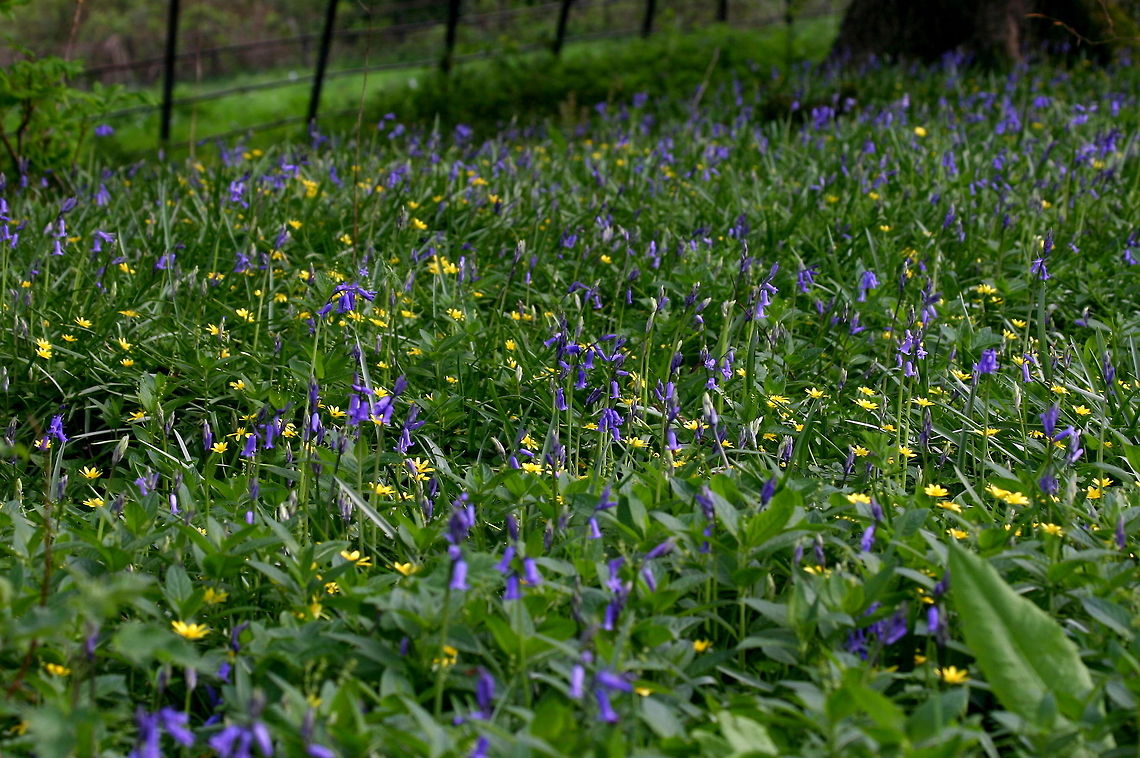 Bluebells & celandines April is the time in the UK to see woodland floors covered in bluebells!  These ones were just beginning :) Bluebells,Common bluebell or English bluebell,Hyacinthoides non-scripta,Wildflowers