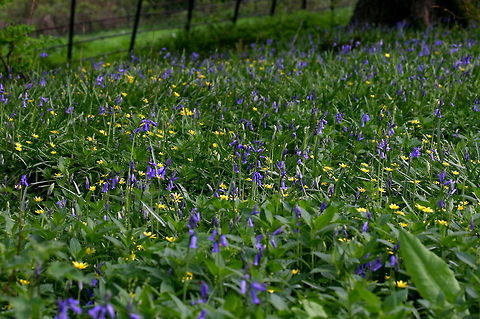 Bluebells & celandines April is the time in the UK to see woodland floors covered in bluebells!  These ones were just beginning :) Bluebells,Common bluebell or English bluebell,Hyacinthoides non-scripta,Wildflowers