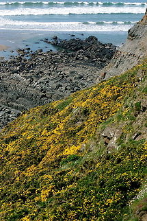 Gorse "When Gorse is in bloom, kissing is in season." (There is always a Gorse in bloom somewhere, so there is always time for kissing.)  Incredible yellow colour & coconut scent. Common Gorse,Gorse,Ulex europaeus,Wildflowers