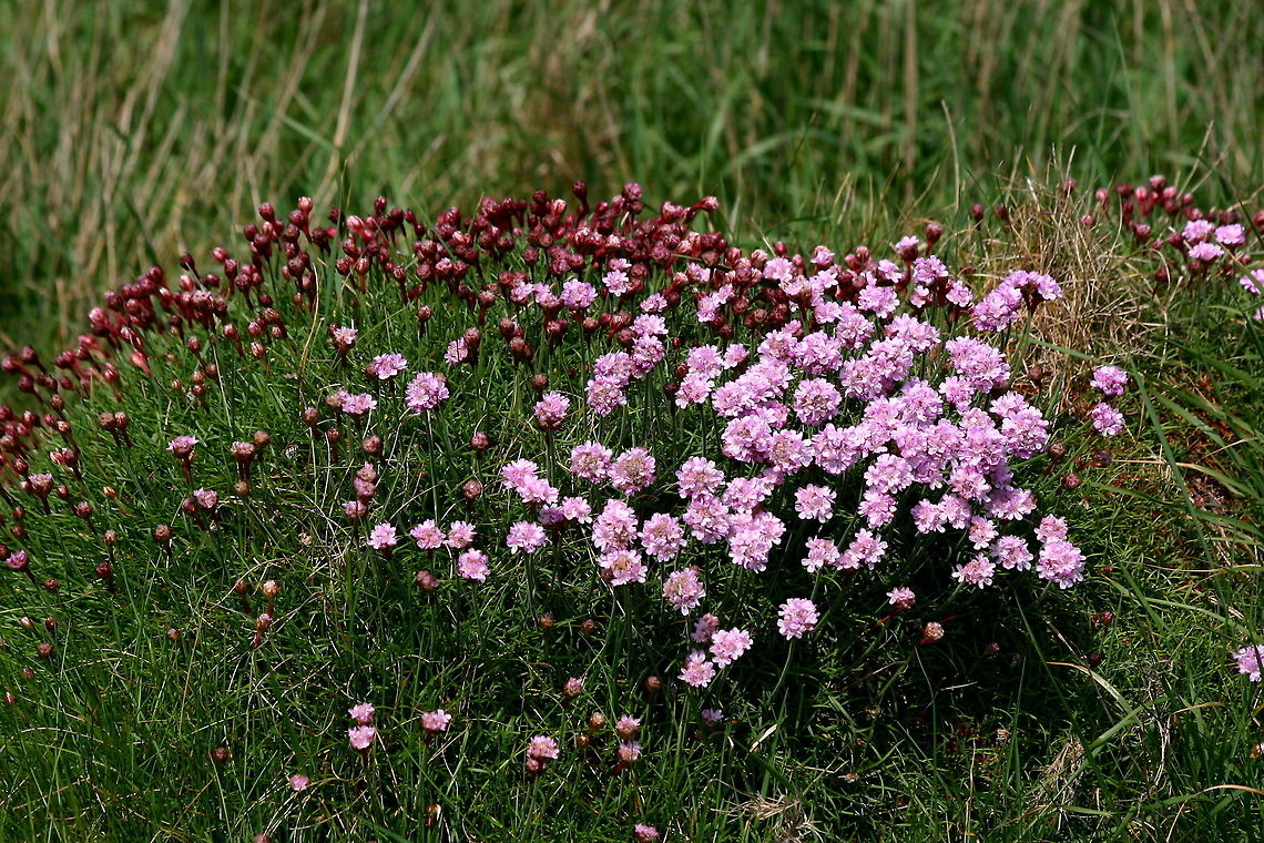 Pink sea thrift Or thrift or sea thrift.  Usually I miss it, usually it&#039;s bleached &amp; dried up by the sun by the time I go to the cliffs, but this time it was just coming. Armeria maritima,Wildflowers
