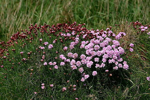 Pink sea thrift Or thrift or sea thrift.  Usually I miss it, usually it's bleached & dried up by the sun by the time I go to the cliffs, but this time it was just coming. Armeria maritima,Wildflowers