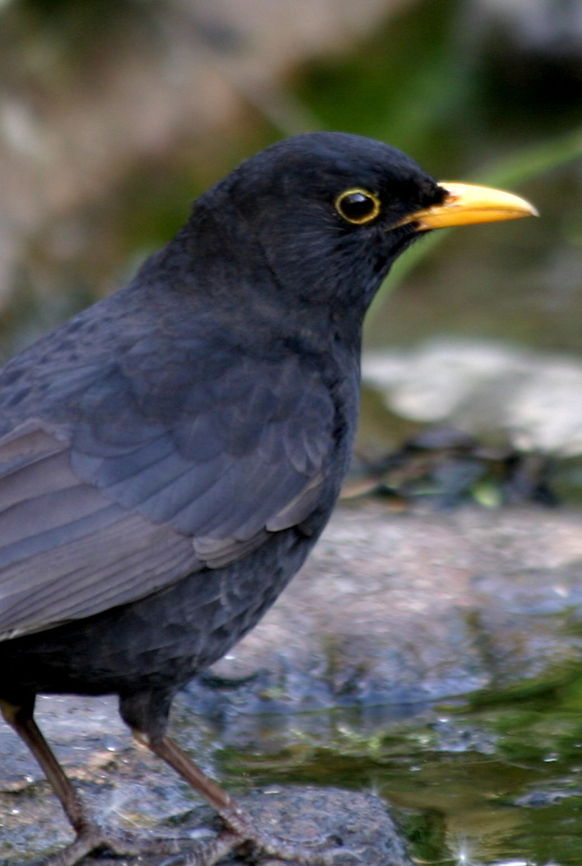 Male blackbird Clive, hubby to Bonnie Male Blackbird commonly seen in many gardens. They appear more beautiful and calm compared to the females. Birds,Blackbird,Common Blackbird,Turdus merula
