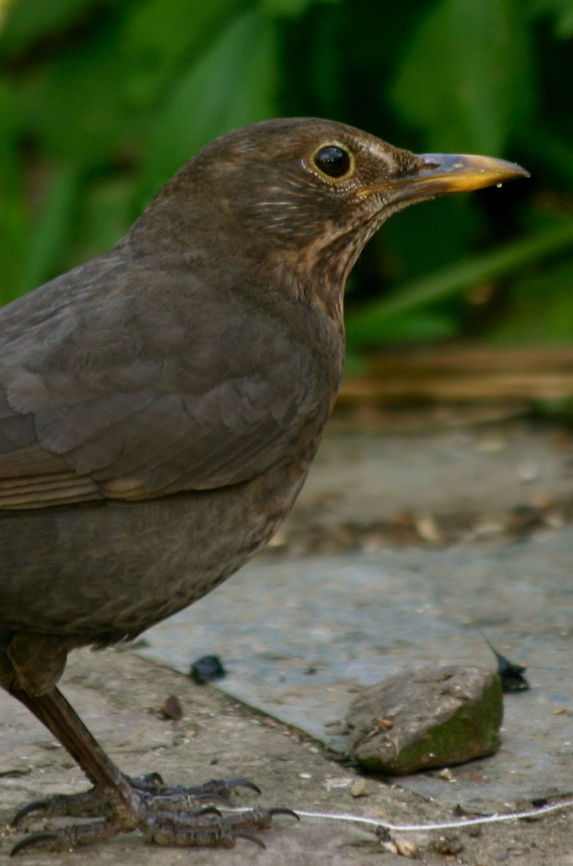 Female blackbird Bonnie, wife to Clive A female blackbird, a common sight in gardens across Europe. The females can be quite aggressive in protecting their nest and even attack cats. Birds,Blackbird,Common Blackbird,Turdus merula