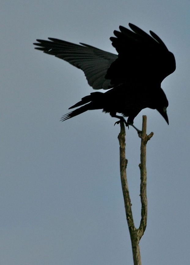 Frank Rook Unidentified bird, looks like a raven? Birds