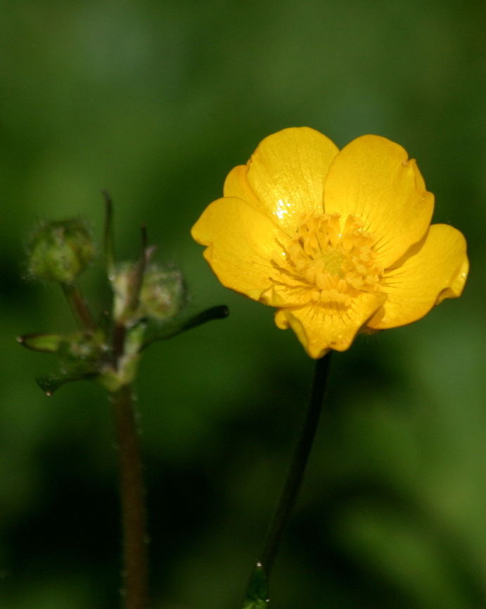 Buttercup A cute but poisonous little yellow flower. Buttercups,Ranunculus repens,Wildflowers