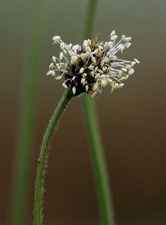 Ribwort Plantain A common weed in cultivated land, also called "Plantago lanceolata". Plantago lanceolata,Ribwort Plantain,Wildflowers