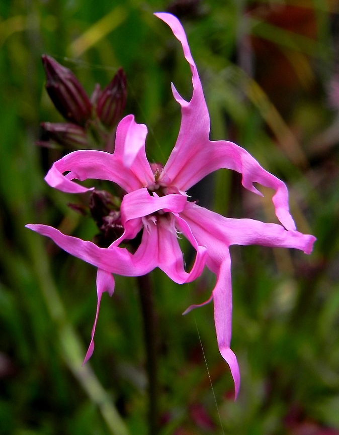 Ragged Robin Lychnis flos-cuculi, a common flower in Europe in decline due to modern agriculture. Lychnis flos-cuculi,Ragged Robin,Wildflowers