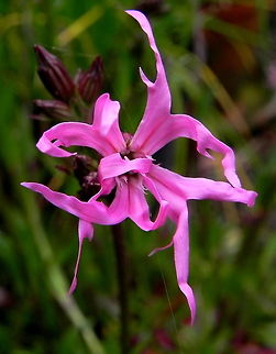 Ragged Robin Lychnis flos-cuculi, a common flower in Europe in decline due to modern agriculture. Lychnis flos-cuculi,Ragged Robin,Wildflowers