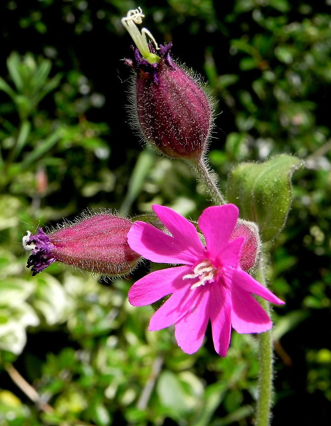 Red Campion Beautiful pink flower native to Ireland/ Red Campion,Silene dioica,Wildflowers
