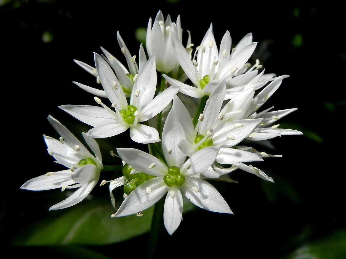 Wild Garlic A spray of wild garlic flowers. Allium ursinum,Garlic,RamsonsAllium ursinum,Wildflowers