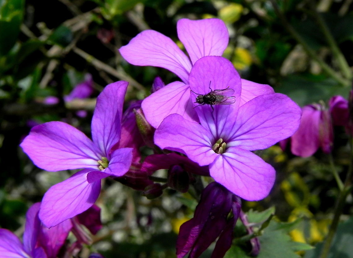Satin Violet flower Beautiful Satin Violets in full bloom. Annual honesty,Lunaria,Lunaria annua,Satin Violet,Wildflowers