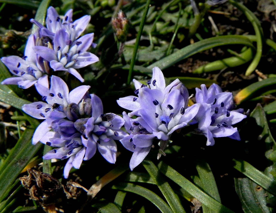 Spring Squill My first ever sighting of this beautiful flower, growing on the cliffs at Widemouth Bay in Cornwall. Scilla verna,Spring squill,Wildflowers