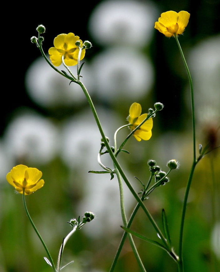 Meadow Buttercups Portrait view of some fresh yellow Meadow Buttercups. Buttercups,Ranunculus repens,Wildflowers