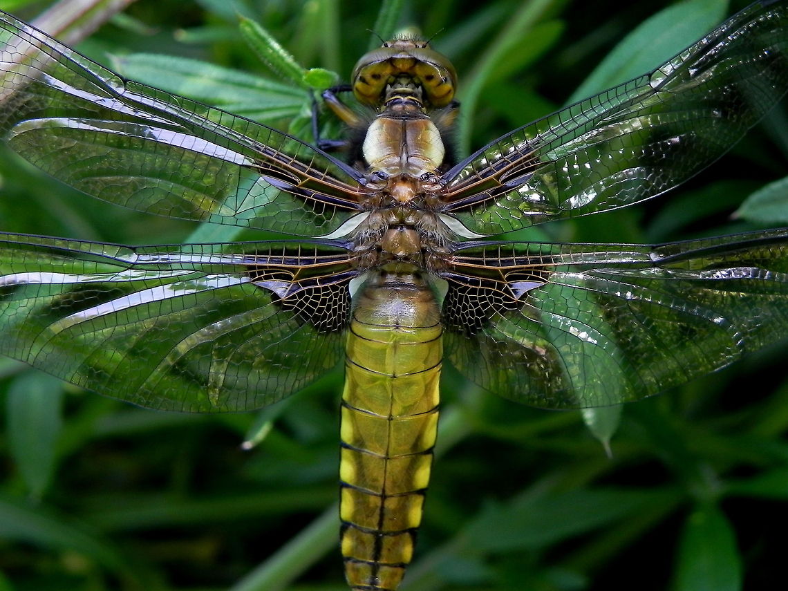 Broad Bodied Chaser In my very own garden! Broad Bodied Chaser,Broad-bodied Chaser,Dragonfly,Insects,Libellula depressa,Odonata