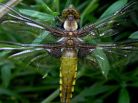 Broad Bodied Chaser In my very own garden! Broad Bodied Chaser,Broad-bodied Chaser,Dragonfly,Insects,Libellula depressa,Odonata
