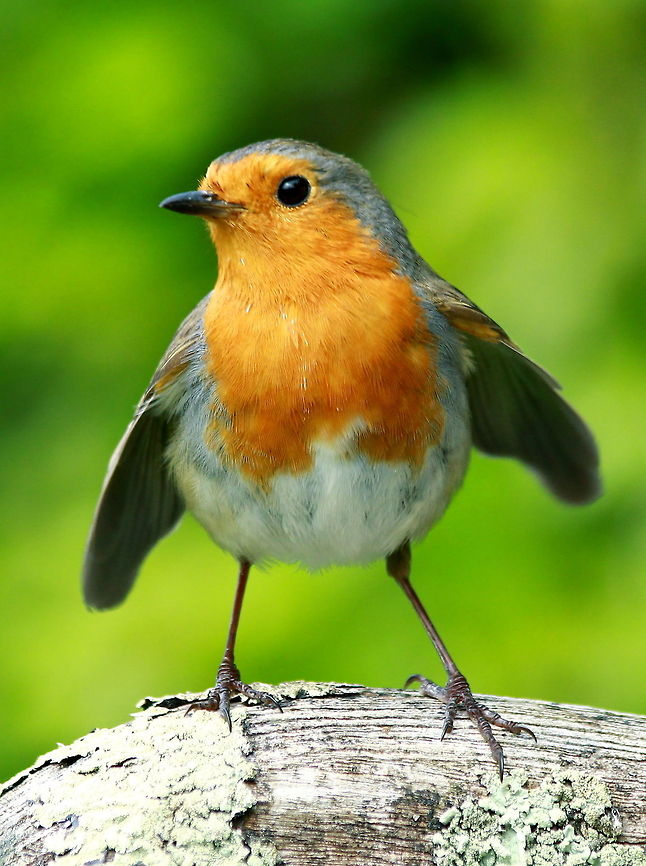 Larry Legs Robin I have many feathered characters in my garden, but this one is the best... he loves live mealworms which he comes down for every day, he&#039;s the most photogenic bird I&#039;ve ever encountered! Birds,Robin