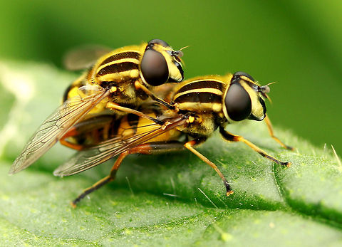 Hover Love Two hover flies mating. Helophilus pendulus,Hexapoda,Hoverflies,Insects