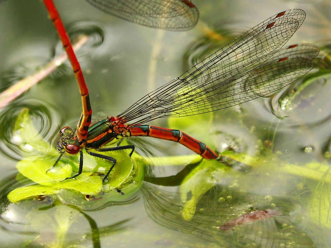 Mating Red Damselfles Two bright red Damselflies mating in the pond. Damselfly,Insects,Large Red Damselfly,Odonata,Pyrrhosoma nymphula