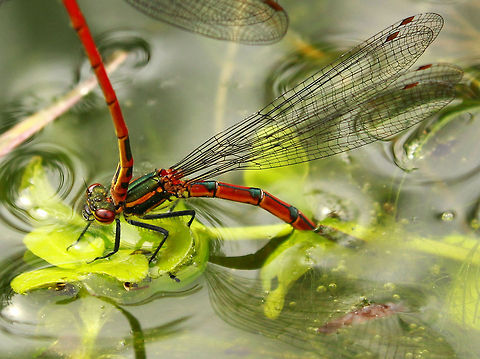 Mating Red Damselfles Two bright red Damselflies mating in the pond. Damselfly,Insects,Large Red Damselfly,Odonata,Pyrrhosoma nymphula