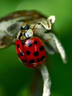 Harequin Ladybird A shiny red Ladybug climbs a plant. Coccinellidae,Coccinellinae,Harmonia,Harmonia axyridis,Insects,Invasive species,Ladybird