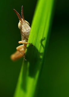 Baby Grasshopper A small grasshopper, half hidden, on a leaf. Grasshopper,Insects