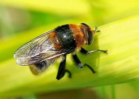 Narcissus fly (hover-fly) Macro capture of a hover-fly resting on a leaf. Fly,Hexapoda,Hoverflies,Insects,Macro,Merodon,Merodon equestris,Syrphidae