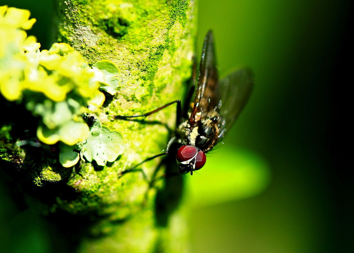 Fly Deeply colorful view of a common house fly. Fly,Hexapoda,Insects