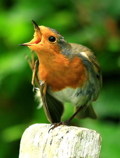 Robin: there's nothing like a good scratch Larry Legs the robin Birds,Robin
