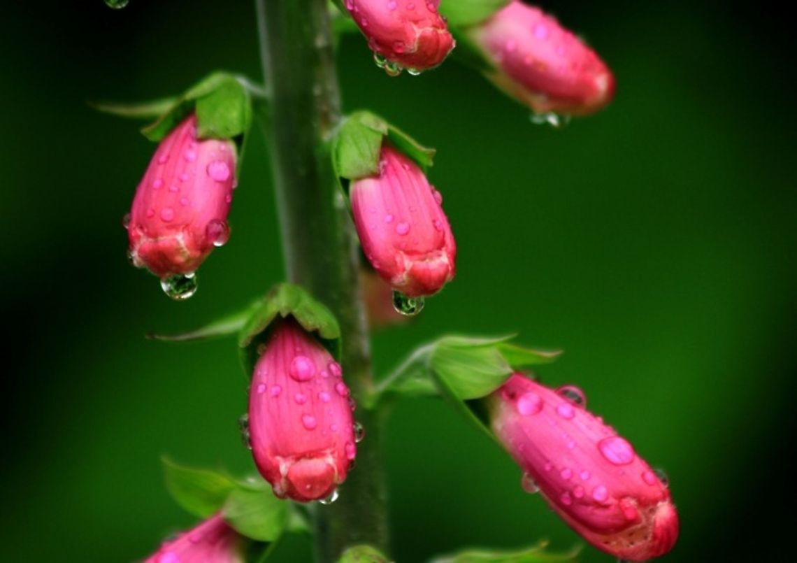 Foxglove Very pretty closeup of a Foxglove plant with the morning dew dripping from it. Digitalis purpurea,Foxgloves,Wildflowers