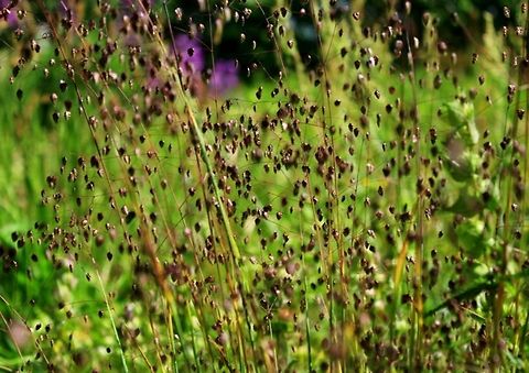 Quaker Grass Closeup view of Quaker Grass. Briza minor,Wild grasses,Wildflowers