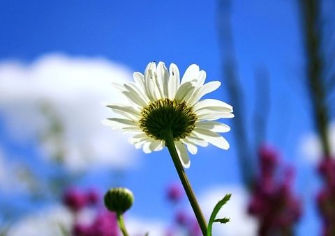Ox-Eye Daisy Wildflowers, Daisy Daisy,Leucanthemum vulgare,Leucanthemum vulgareOxeye daisy,Wildflowers