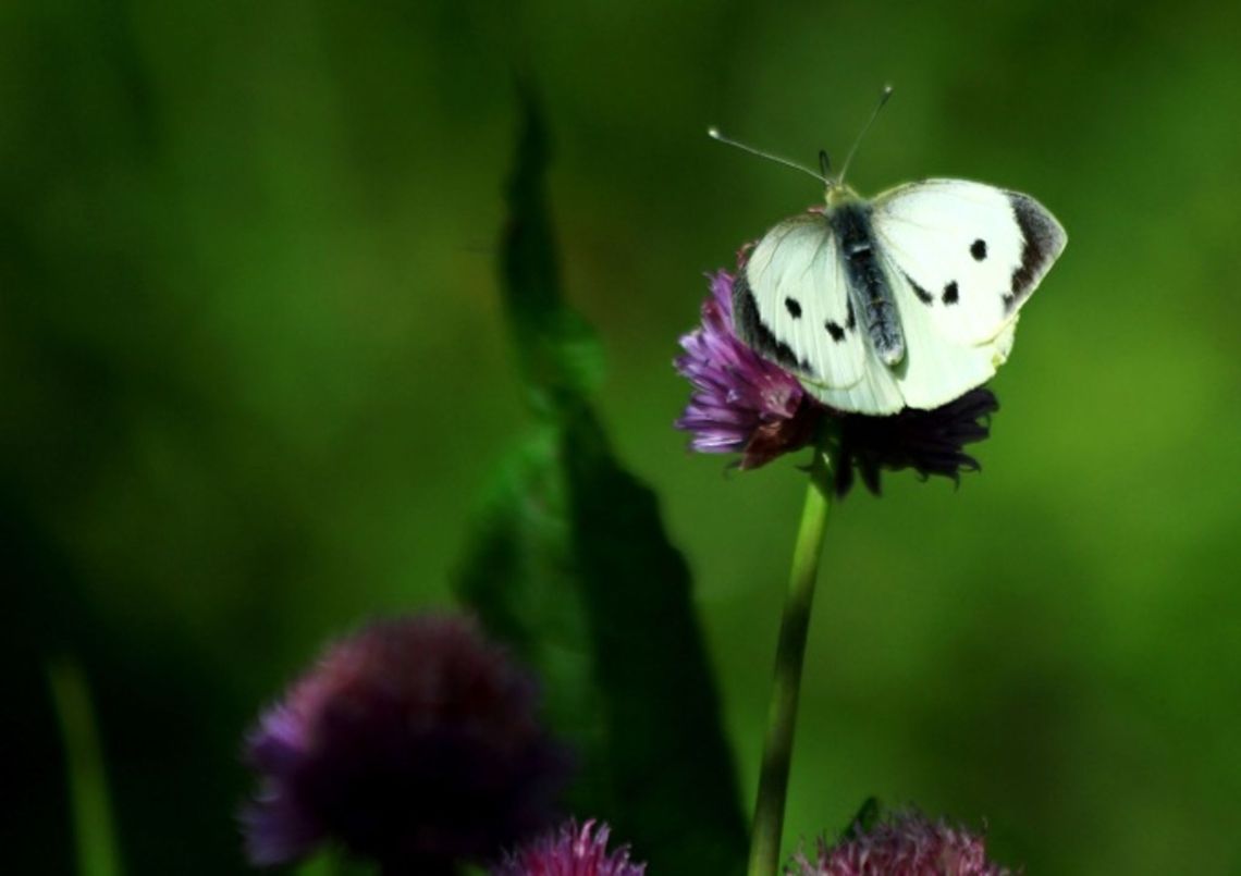 Large White Butterfly Abstract painting-like photo of a large white butterfly on a purple flower. Butterfly,Insects,Large White Butterfly,Pieris brassicae,Rhopalocera