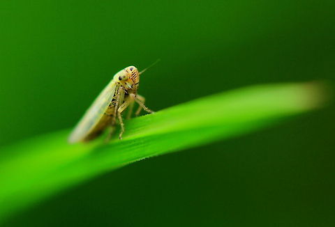 Hopper Not Philaenus spumarius, but some other hopper - possibly some Macrosteles? Assuming Britain as location it might be laevis or sexnotatus - the latter being my favourite but these usually require genital exmination.
Original ID:
Ever wondered what 'Cuckoo Spit' insect is like?  Well here it is - it comes in many different colours & shapes.  This one is barely 1cm long! Auchenorrhyncha,Cicadellidae,Frog-Hoppers,Insects