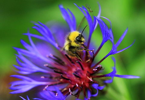 Happy Bumble Bee A Bumble Bee performing his duties collecting nectar and pollen from a blue flower. Bumble Bees,Insects