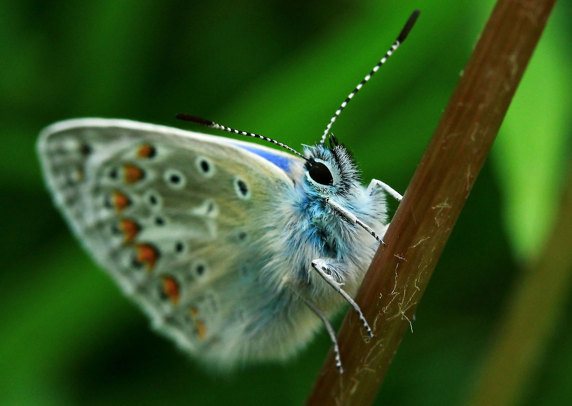 Common Blue Butterfly Fantastic macro capture of a Common Blue Butterfly. Butterfly,Common Blue,Common Blue Butterfly,Insects,Lycaena,Polyommatus icarus,Rhopalocera