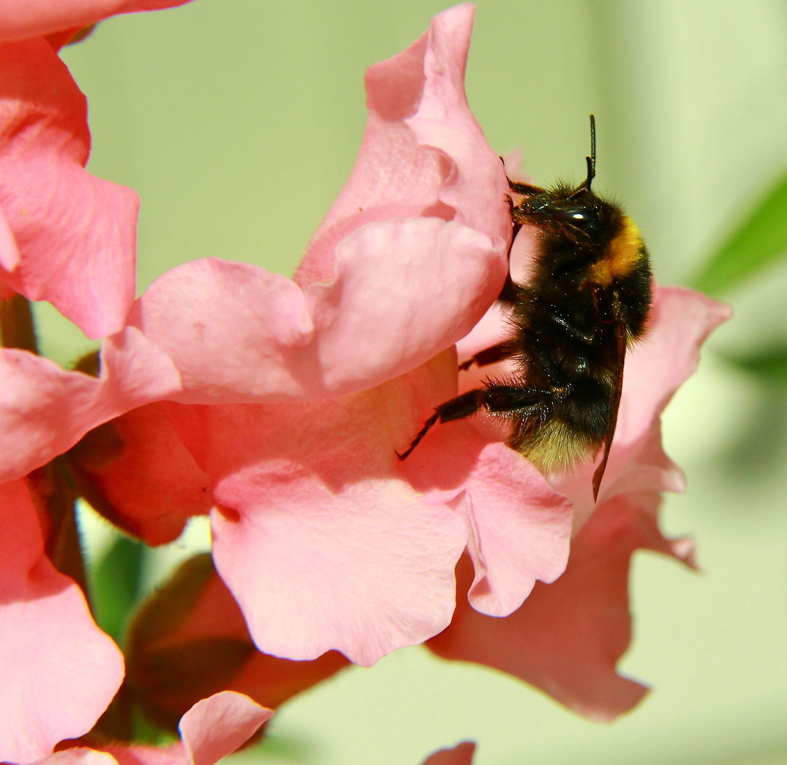 Bee in a pink flower A hungry bee feeds on the nectar of a pink flower. Bumble Bees,Flowers,Insects