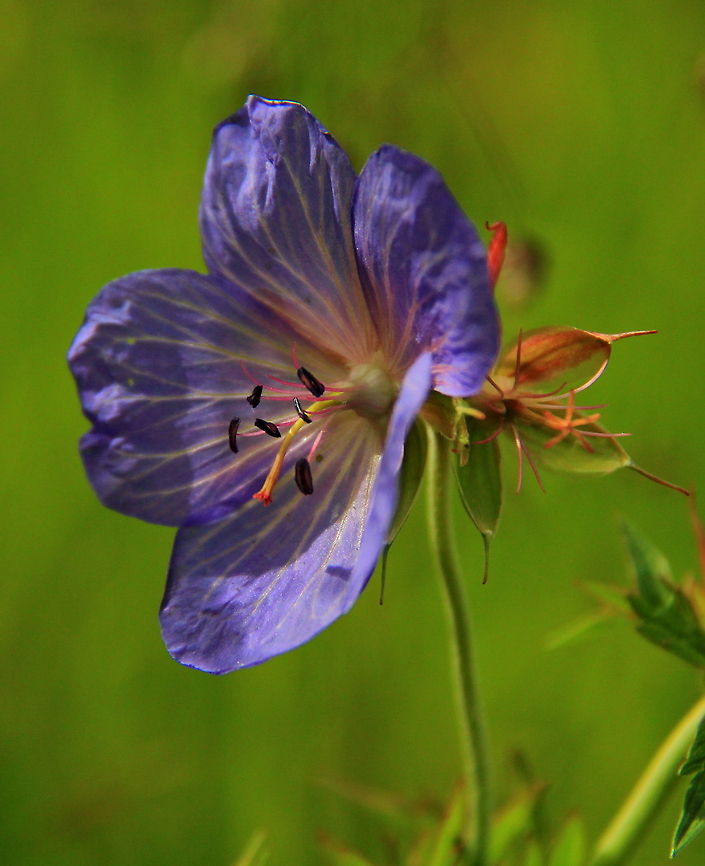 Meadow Cransebill (Geranium pratense) Sideview of a beautiful purple Meadow Cransebill. Geranium pratense,Meadow Cranesbll,Wildflowers