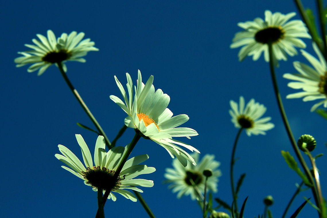 Ox-Eye Daisies Ox-Eye Daisies taken from ground level with a blue sky. Leucanthemum vulgare,Ox-eye daisy,Wildflowers