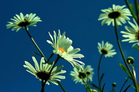 Ox-Eye Daisies Ox-Eye Daisies taken from ground level with a blue sky. Leucanthemum vulgare,Ox-eye daisy,Wildflowers